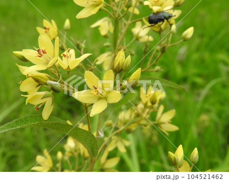 クサレダマ （草連玉） 104521462