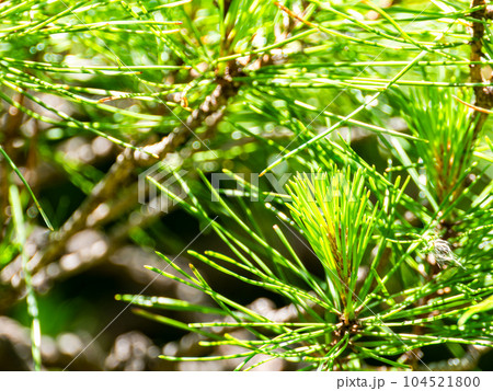 初夏の爽やかな景色　手入れの行き届いた松 104521800