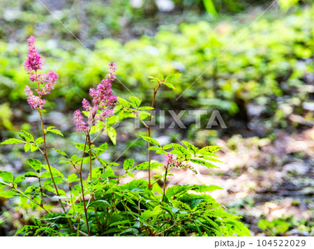 初夏の爽やかな景色　繊細な赤い花をつけた野草 104522029