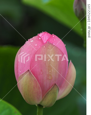 雨に濡れる福島潟のハス 104522105