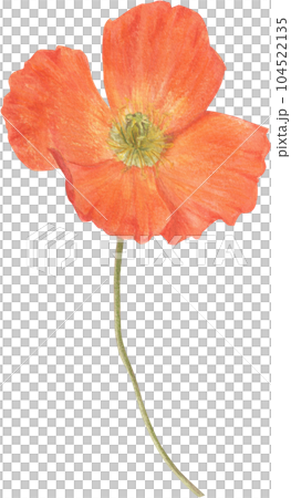 Poppy flower hand-drawn in watercolor. Poppy flower hand-drawn in watercolor. 104522135