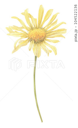 Yellow flower hand-drawn in watercolor.  104522136