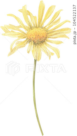 Yellow flower hand-drawn in watercolor. Yellow flower hand-drawn in watercolor. 104522137
