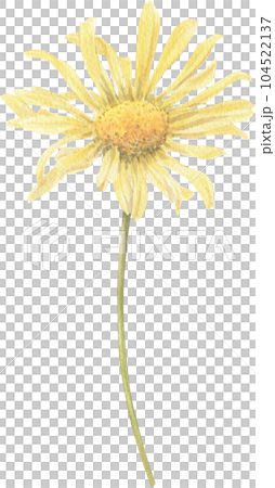 Yellow flower hand-drawn in watercolor. Yellow flower hand-drawn in watercolor. 104522137