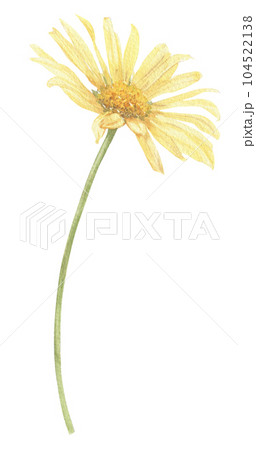 Yellow flower hand-drawn in watercolor. Yellow flower hand-drawn in watercolor. 104522138