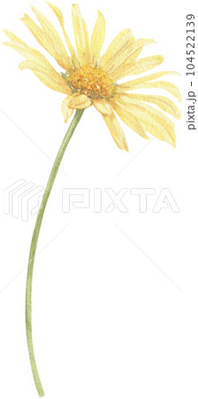Yellow flower hand-drawn in watercolor.  104522139