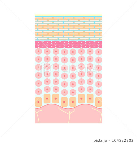 健康な人間の皮膚の構造(表皮、保湿) 健康な人間の皮膚の構造(表皮、保湿) 104522202