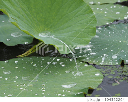 ハスの葉にたまった雨水が風で流れ落ちる瞬間 104522204