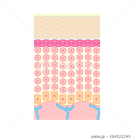 健康な人間の皮膚の構造(表皮、保湿) 健康な人間の皮膚の構造(表皮、保湿) 104522245