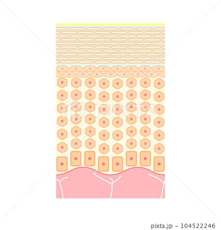 健康な人間の皮膚の構造(表皮、保湿) 健康な人間の皮膚の構造(表皮、保湿) 104522246