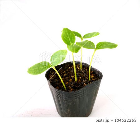 双葉 双葉 104522265