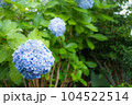 雨上がりの夏のアジサイ(青) 104522514