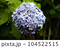 雨上がりの夏のアジサイ(紫) 104522515