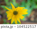 雨上がりの公園にさく黄色いキクイモの花 104522517