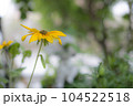 雨上がりの公園にさく黄色い花 104522518