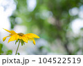 雨上がりの公園にさく黄色いキクイモの花 104522519