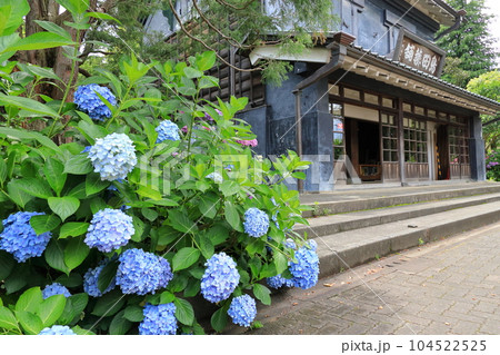 府中市郷土の森博物館のあじさい 104522525