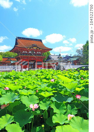 岡崎市、伊賀八幡宮と蓮の風景 104522700