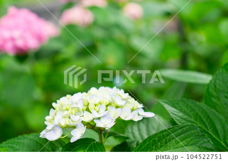 京都市伏見区の藤森神社の紫陽花まつり　本紫陽花 104522751