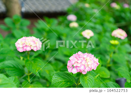 京都市伏見区の藤森神社の紫陽花まつり 本紫陽花 京都市伏見区の藤森神社の紫陽花まつり 本紫陽花 104522753