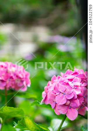 京都市伏見区の藤森神社の紫陽花まつり　本紫陽花 104522769