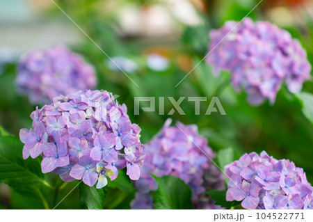 京都市伏見区の藤森神社の紫陽花まつり　本紫陽花 104522771
