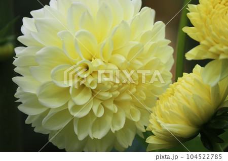 古くから親しまれてきた春植え球根のダリアの花ー弐 古くから親しまれてきた春植え球根のダリアの花ー弐 104522785