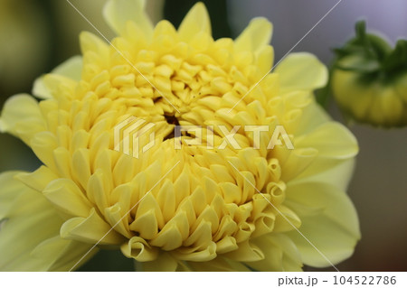 古くから親しまれてきた春植え球根のダリアの花ー参 104522786