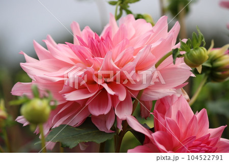 花形のタイプにより様々な品種のあるダリアの花ー弐 104522791