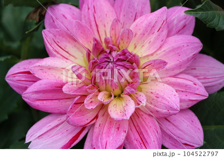 花形のタイプにより様々な品種のあるダリアの花ーー八 花形のタイプにより様々な品種のあるダリアの花ーー八 104522797