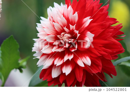 コントラストのある赤と白のダリアー七 104522801