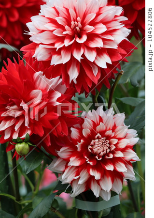 コントラストのある赤と白のダリアー十二 104522806
