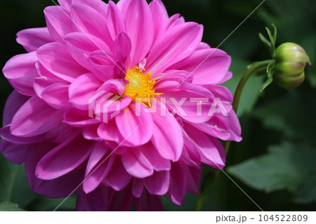 花姿がボタンに似ているので和名が天竺牡丹ー弐 104522809