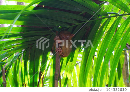 世界最小のメガネザル ターシャ、ボホール島、フィリピン 104522830