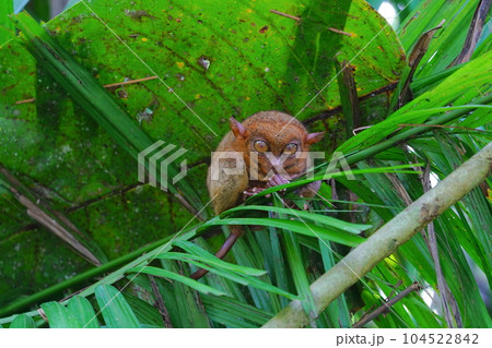 世界最小のメガネザル ターシャ、ボホール島、フィリピン 104522842