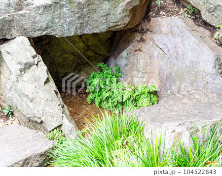 初夏の爽やかな景色　豊かな緑を育む国分寺崖線から湧き出た湧水 104522843