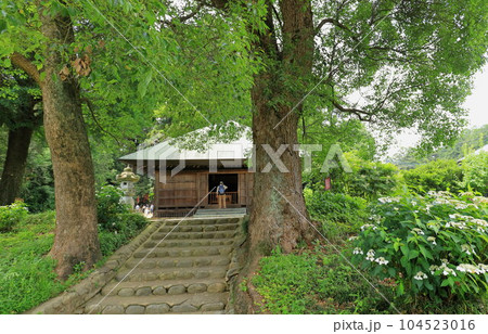 青梅市塩船観音寺　あじさい 104523016