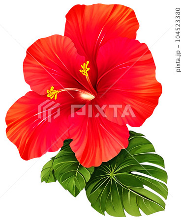 Red hibiscus flowers have fresh green leaves clipart Red hibiscus flowers have fresh green leaves clipart 104523380