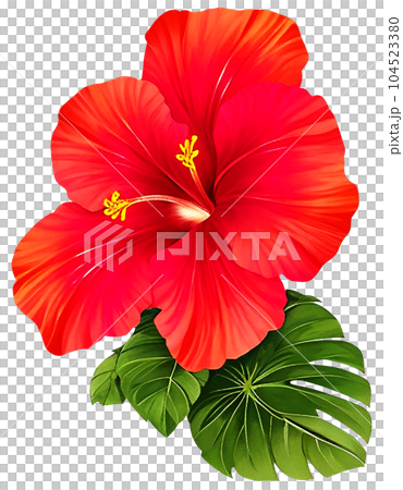 Red hibiscus flowers have fresh green leaves clipart Red hibiscus flowers have fresh green leaves clipart 104523380