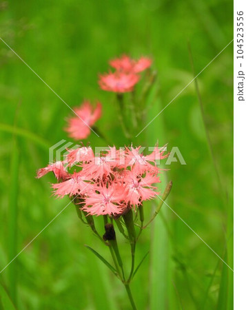 夏に引き裂いたような紅い色の花をつける「オグラセンノウ」（小倉仙翁） 104523556