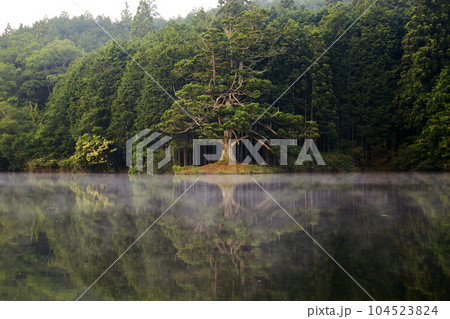 岩尾池の一本杉【 滋賀県指定自然記念物 】 / 滋賀県甲賀市 104523824