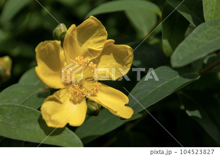 黄色の花「セイヨウキンシバイ」 104523827