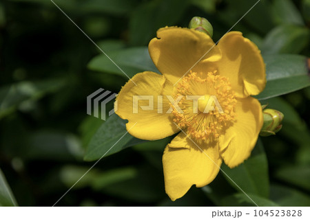 黄色の花「セイヨウキンシバイ」 104523828