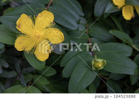 黄色の花「セイヨウキンシバイ」 104523898