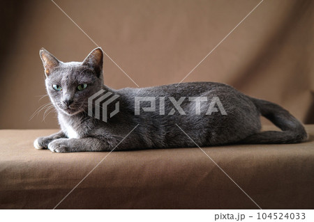 Korat cat lies on the brown cloth and has fierce eyes 104524033