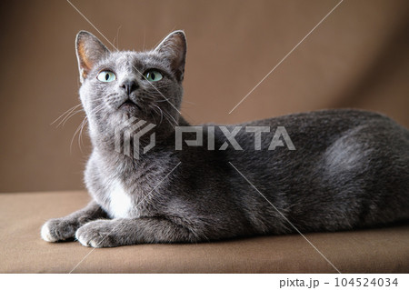 Korat cat lies on the brown cloth. 104524034