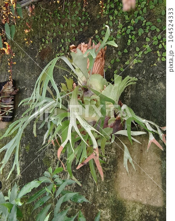 景色 風景 自然 104524333