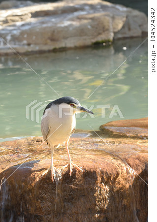 水辺のゴイサギ 水辺のゴイサギ 104524342