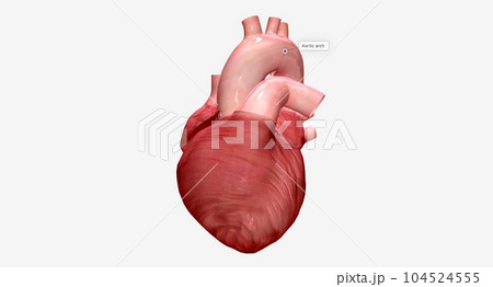 The aorta sends oxygenated blood from the heart to all parts of the body. 104524555
