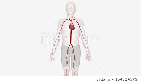 Arteries are strong, muscular blood vessels that supply oxygen r 104524579